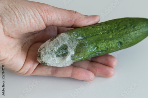 moldy cucumber is covered mold on the white background.