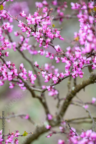 Pink flowers in Spring © Jennifer Chen