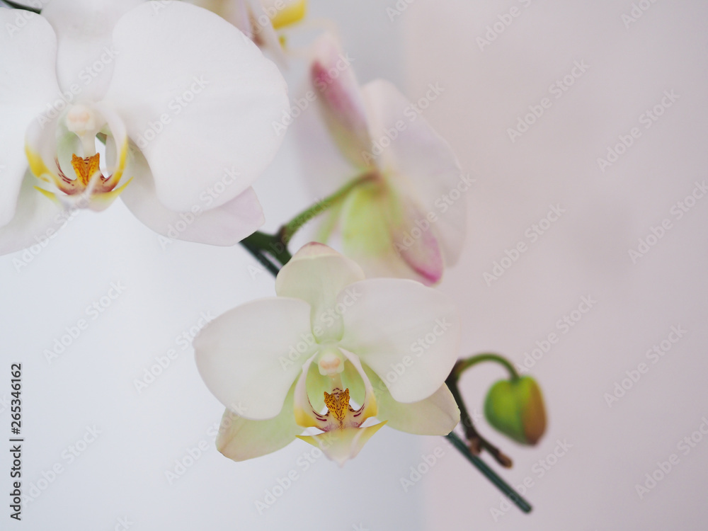 Fototapeta premium Closeup orchid flower in winter garden background