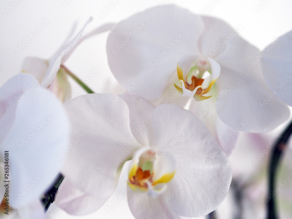 Closeup orchid flower in winter garden background Closeup orchid flower in winter garden background