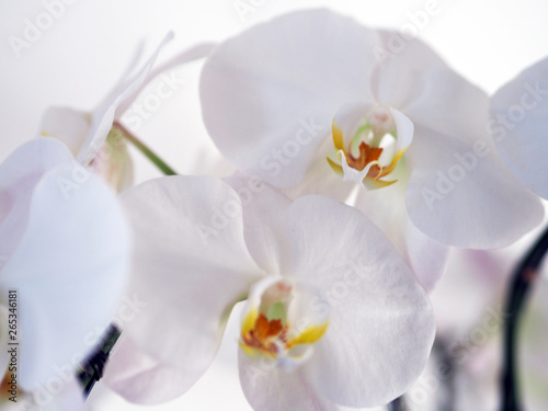 Closeup orchid flower in winter garden background