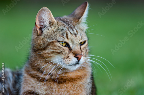 Wallpaper Mural adult cat with brindle reddish hair and yellow eyes, relaxes lying on the grass Torontodigital.ca