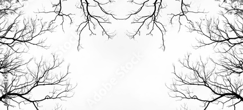 Bare tree branches on a pale white background