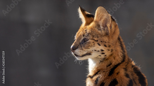 close up portrait of a serval cat photo