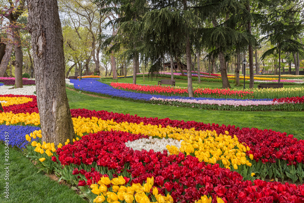 Tulip festival in amazing flowering garden - famous turkish park Emirgan Korusu in Istanbul, Turkey. Outdoor travel background for wallpaper or guide book