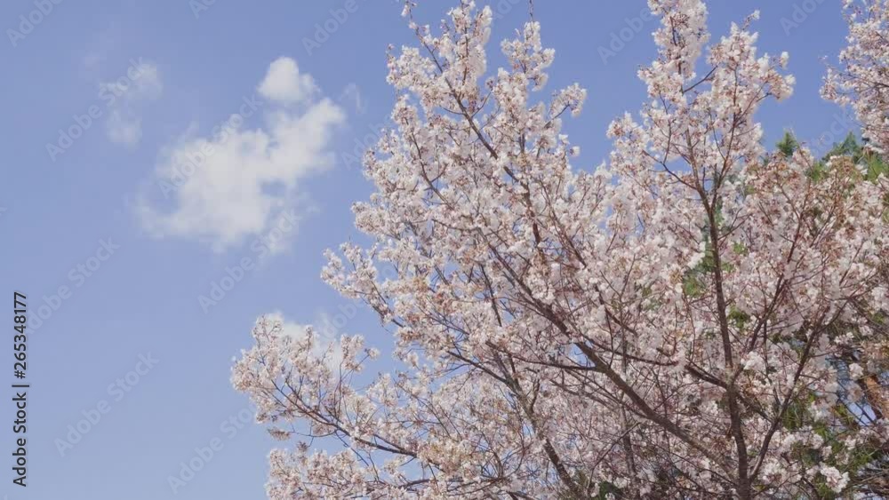 Cherry blossoms and blue sky swaying in the wind Cherry blossoms and blue sky swaying in the wind