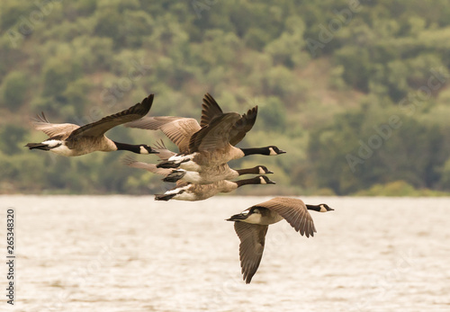 Canada Geese flying over the a lake 