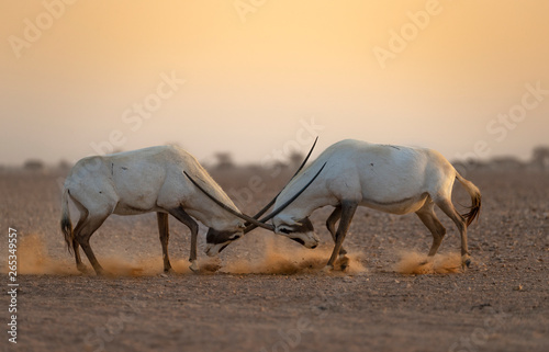 Fototapeta Naklejka Na Ścianę i Meble -  Arabian Oryx