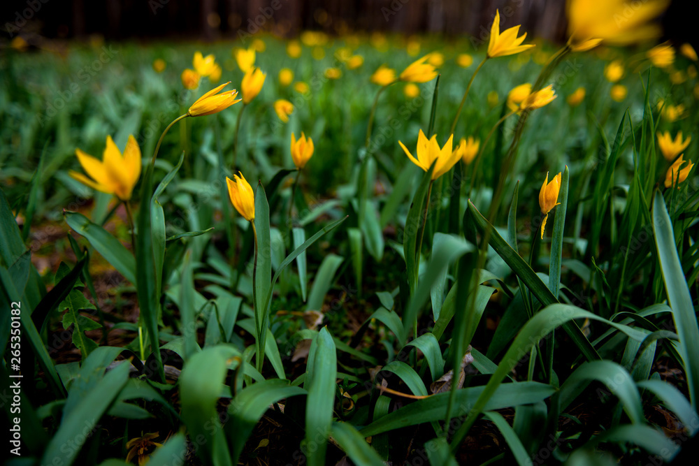 Fototapeta premium tulips in spring bloom one of the first that can be more beautiful than yellow tulips in a pine forest