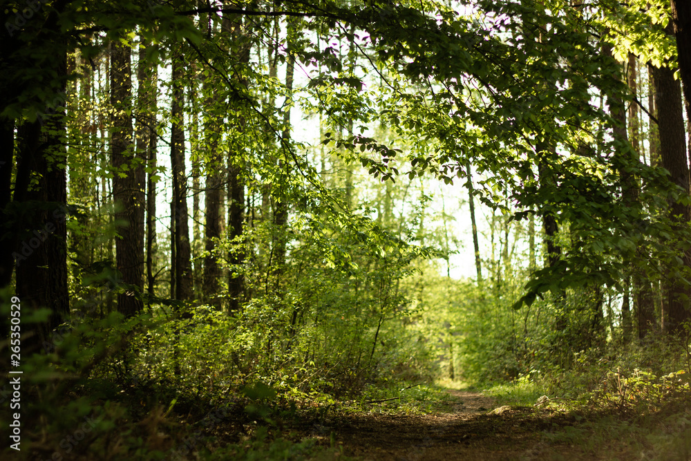 Obraz premium Forest gate