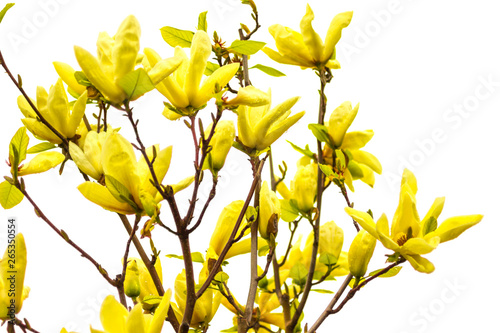 Natural background concept: yellow magnolia flowers on tree branches, white background.