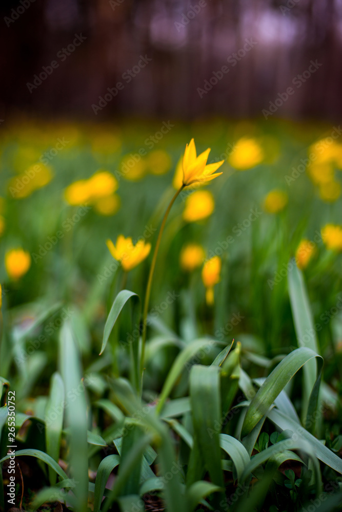 Fototapeta premium tulips in spring bloom one of the first that can be more beautiful than yellow tulips in a pine forest