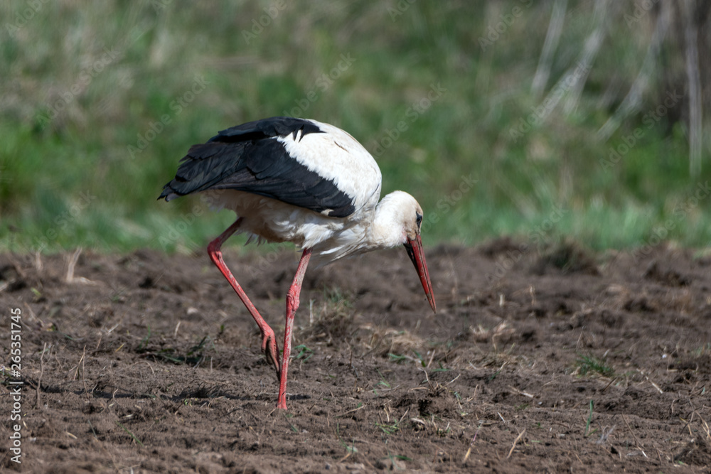 Stork on cultivated field in spring.
