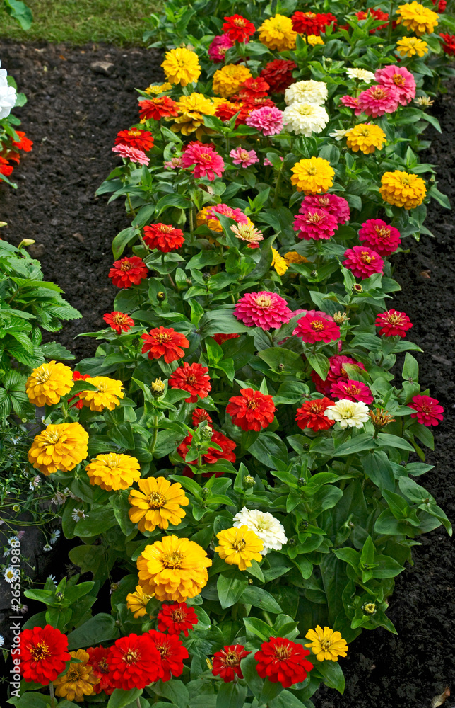 Flowering and colourful Zinnia 'Elegans'