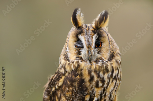 A close up portrait of a Long Eared Owl  Asio otus  bird of prey.  Taken in the Welsh countryside  Wales UK