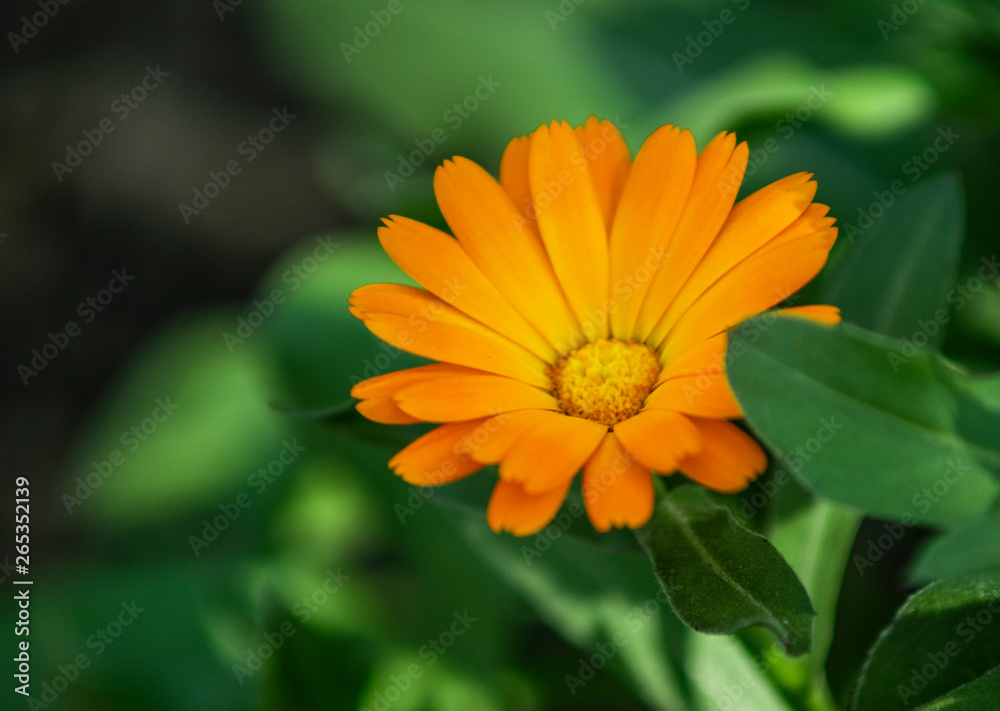 Yellow flower in the park Yellow flower in the park