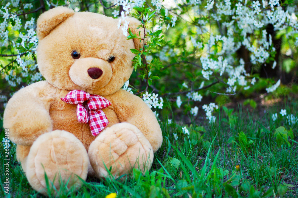 Teddy Teddy
