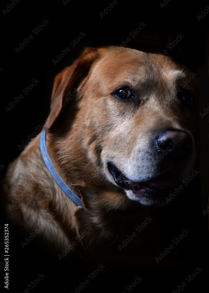 Portrait of golden labrador retriever