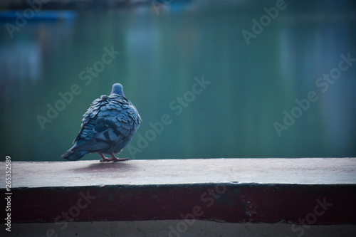wild pigeon sitting on the naini lake nainital uttarakhand  photo