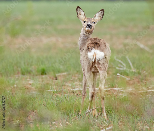 Roe deer in grass