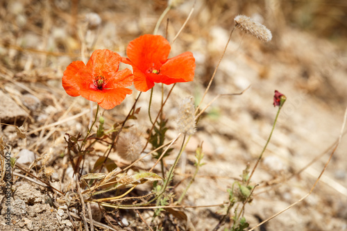 Rote Pflanze Mohn in trockener sandiger Gegend auf Rhodos Griechenland