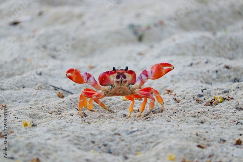 Crabe tropical