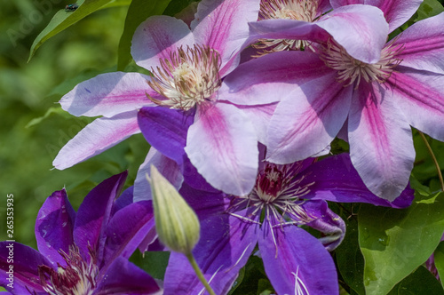 purple flower
