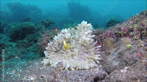 Anemonenfische