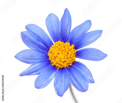 blue daisy bush flower © Tamara Kulikova