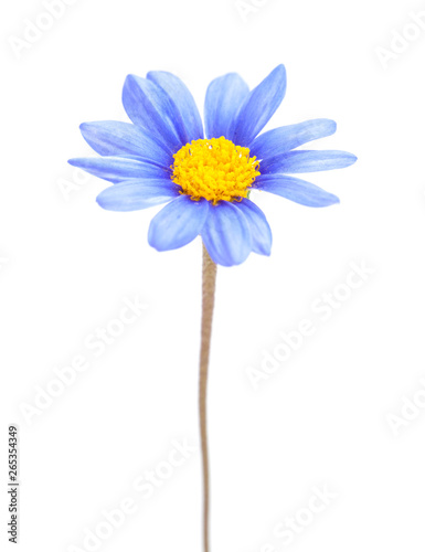 blue daisy bush flower