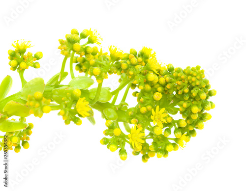 Flora of Gran Canaria - Aeonium undulatum