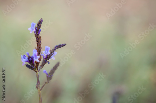Flora of Gran Canaria - Canarian lavender