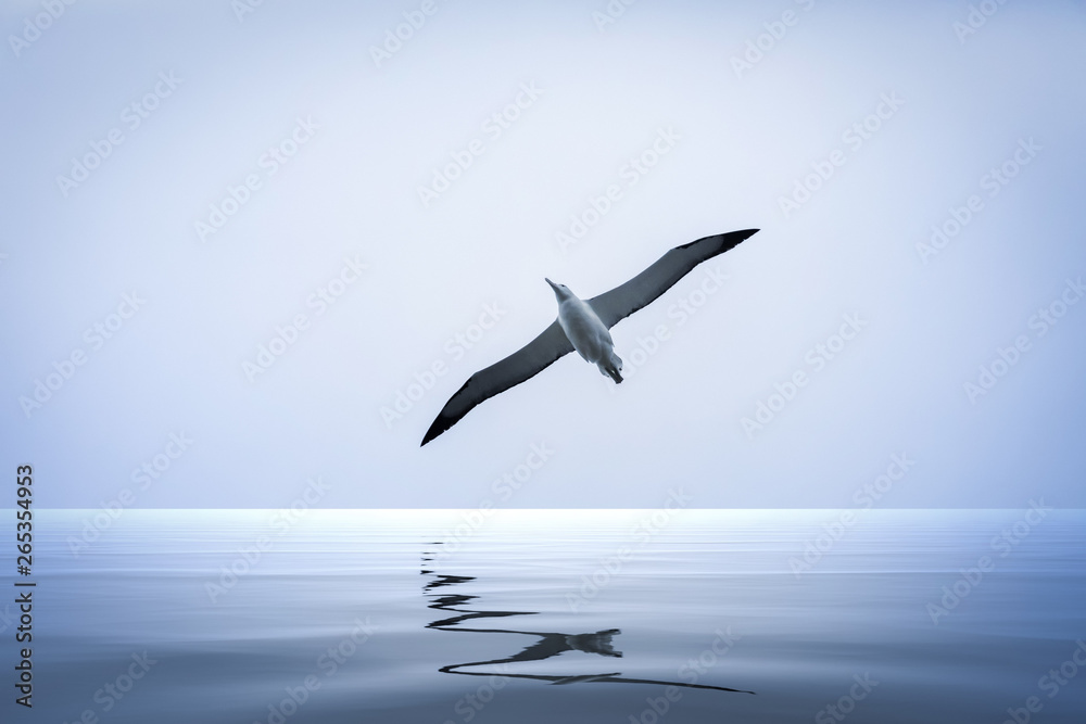 Albatross bird over the sea