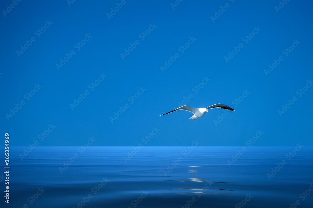 Obraz premium a seagull over the ocean