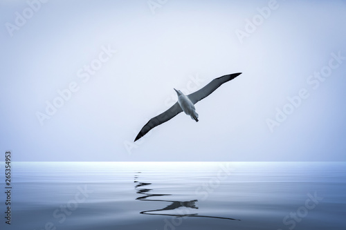 Schilderij op canvas Albatross bird over the sea