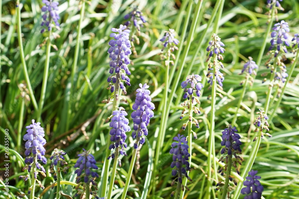 Obraz premium Lavender