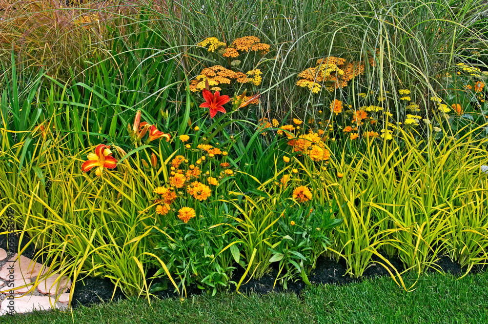A mixed flower border of Daylilies, Achillea and Coreopsis 'Sunray'