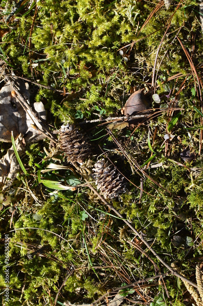 Obraz premium pine cone on the grass