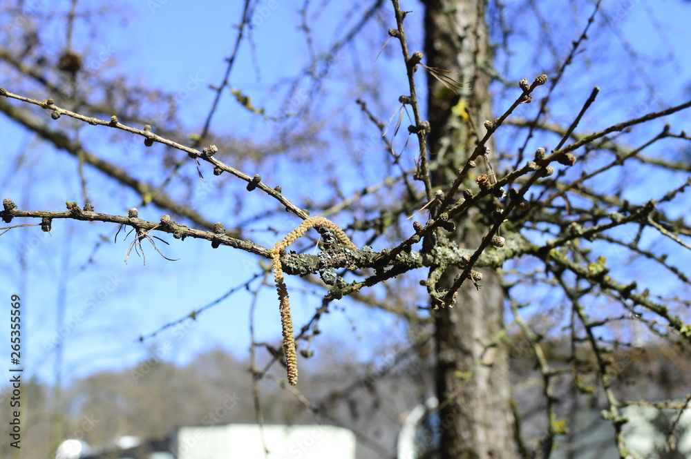 Obraz premium trees in the forest