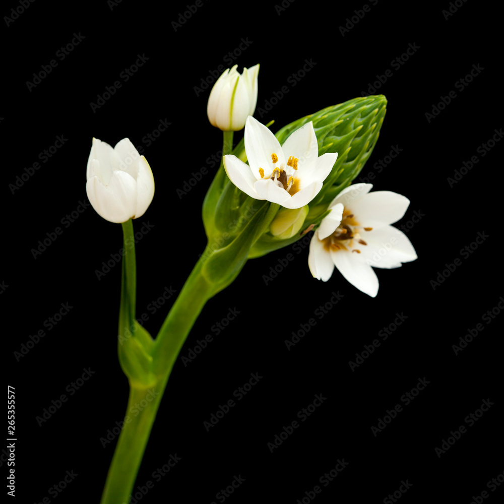 Obraz premium white Ornithogalum flowering spike