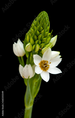 Fototapeta Naklejka Na Ścianę i Meble -  white Ornithogalum flowering spike