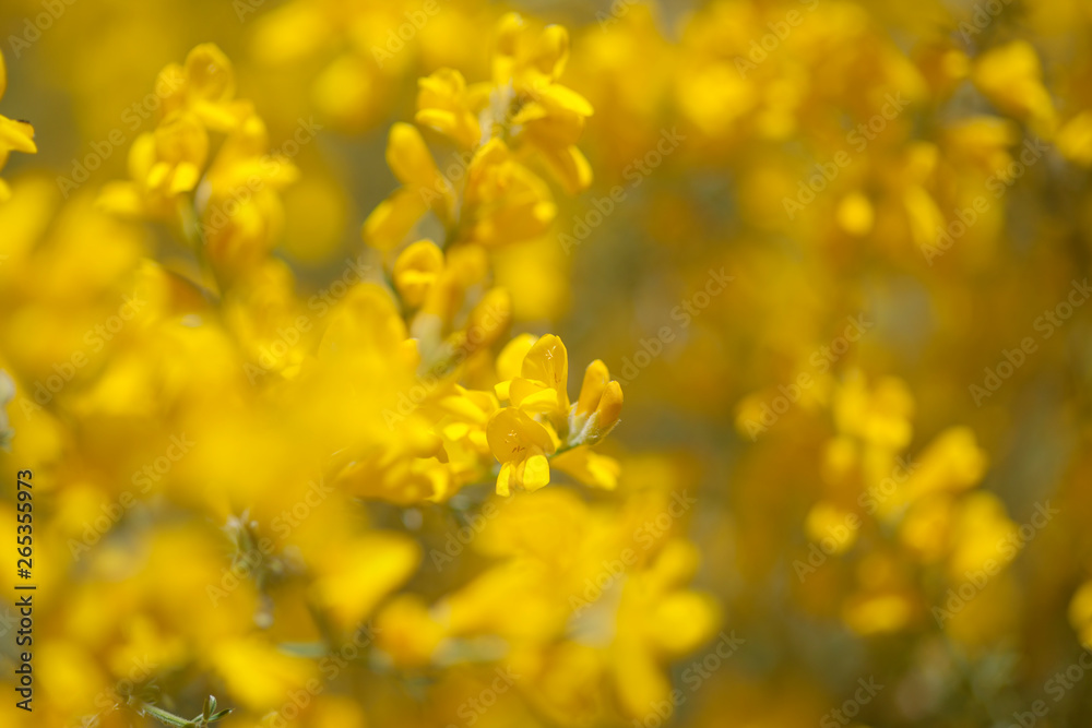 Flora of Gran Canaria - flowers of Genista microphylla Flora of Gran Canaria - flowers of Genista microphylla
