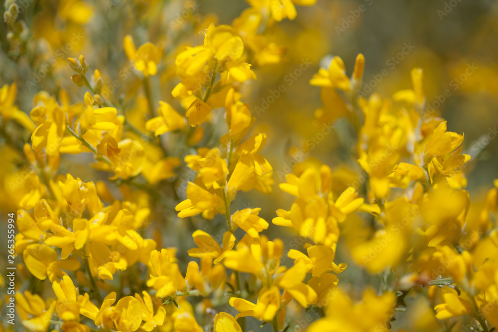 Flora of Gran Canaria - flowers of Genista microphylla Flora of Gran Canaria - flowers of Genista microphylla