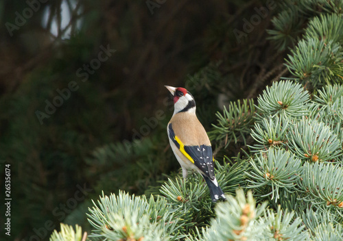 European goldfinch (Carduelis carduelis) sitting on the branch of fir tree photo