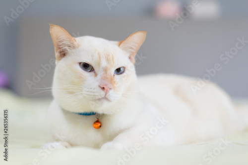 White cat lying on bed,pet fashion concept.