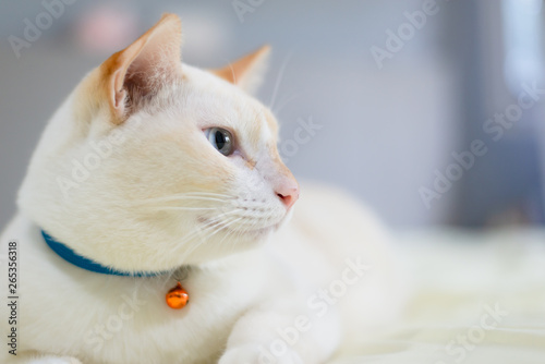 White cat lying on bed,pet fashion concept.