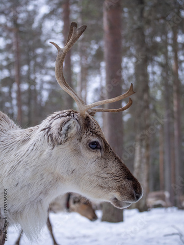 Portrait of reindeer in wintrer photo