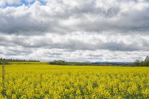 flowering rapeseed