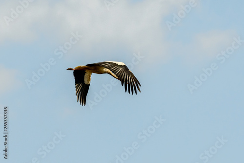 Biebrza Valley  Poland . Storks on the sky