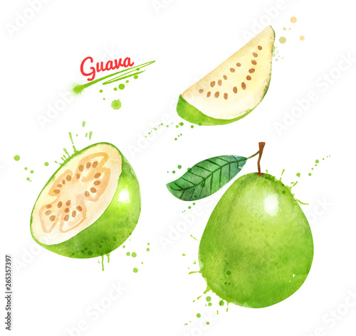 Fototapeta Naklejka Na Ścianę i Meble -  Watercolor illustration of Guava fruit